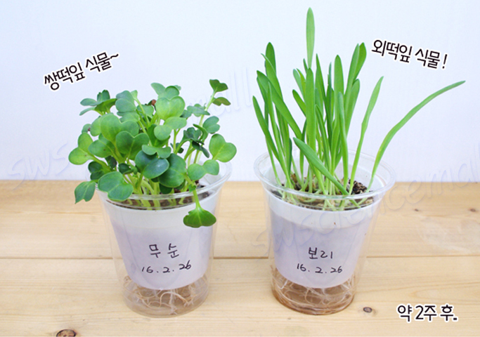 새싹(2종)기르기 (10인용) / 쌍떡잎기르기(5인용)+외떡잎기르기(5인용)