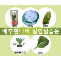 배추흰나비 한살이 풀세트 (실험실습용)