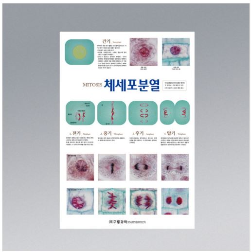 체세포 분열(판넬용)