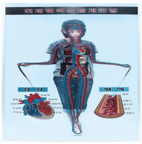인체혈액순환계모형(8차 새교육용)