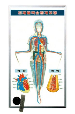 말하는 인체혈액순환실험기