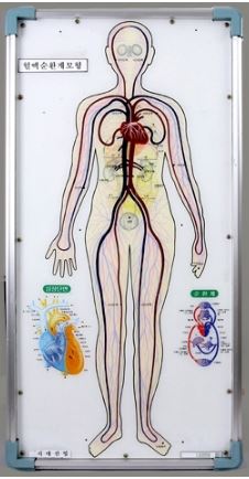 인체혈액 순환계 모형(LED)