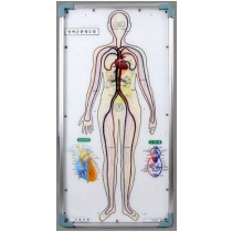 인체혈액 순환계 모형(LED)
