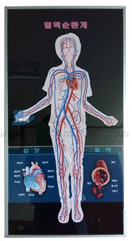 혈액순환계모형