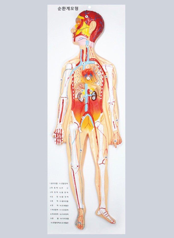 순환계모형(입체식)