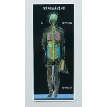 신경계모형(8차 새교육용)