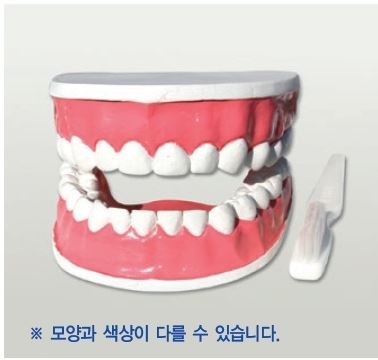 치아모형(대형)