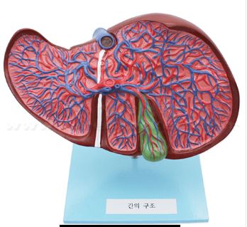 간의 구조모형