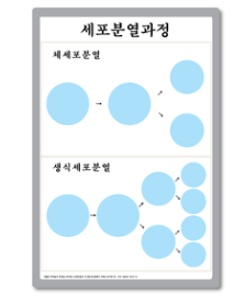 세포분열과정 설명보드