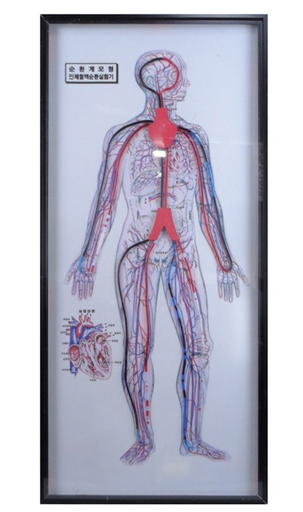 혈액순환계모형(전동식)