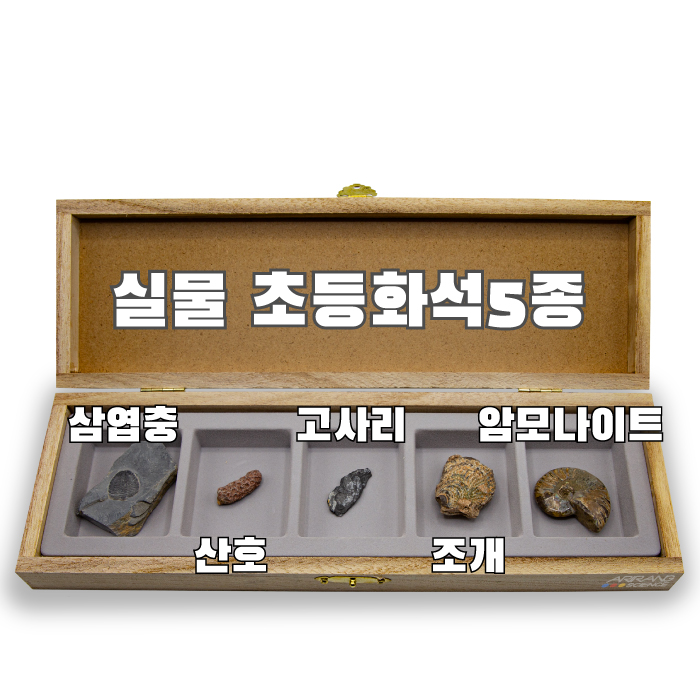 초등화석5종 (삼엽충.산호.고사리.조개.암모나이트)