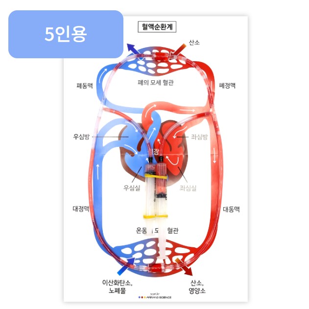 주사기 심장 혈액순환모형 만들기(5인용)