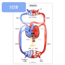 주사기 심장 혈액순환모형 만들기(5인용)