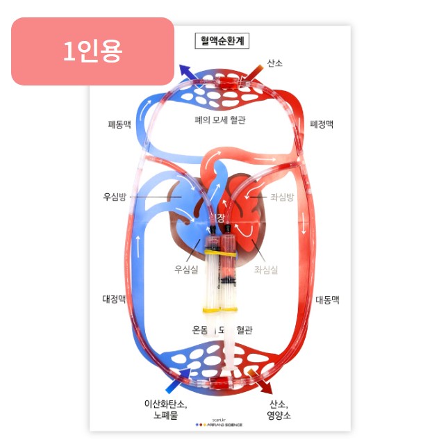 주사기 심장 혈액순환모형 만들기(1인용)