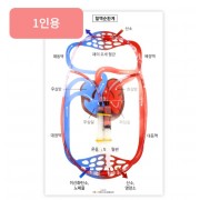 주사기 심장 혈액순환모형 만들기(1인용)