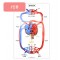 주사기 심장 혈액순환모형 만들기(1인용)