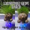 LED크리스탈잔디인형만들기(5인) 크리스탈LED잔디인형만들기 새싹인형만들기 귀여운잔디인형