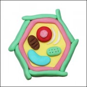 뉴 오물조물비누 식물세포구조모형 (10세트) JR