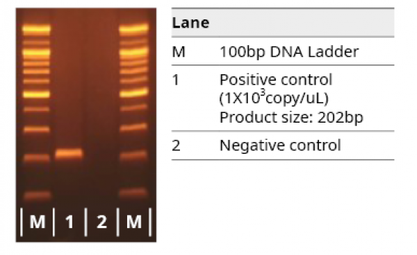 COVID-19 PCR 모의검사실험 BIOZOA