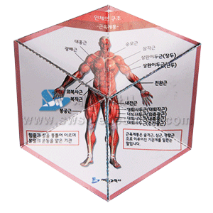 인체의 구조(5명1set) - 칼레이도 사이클